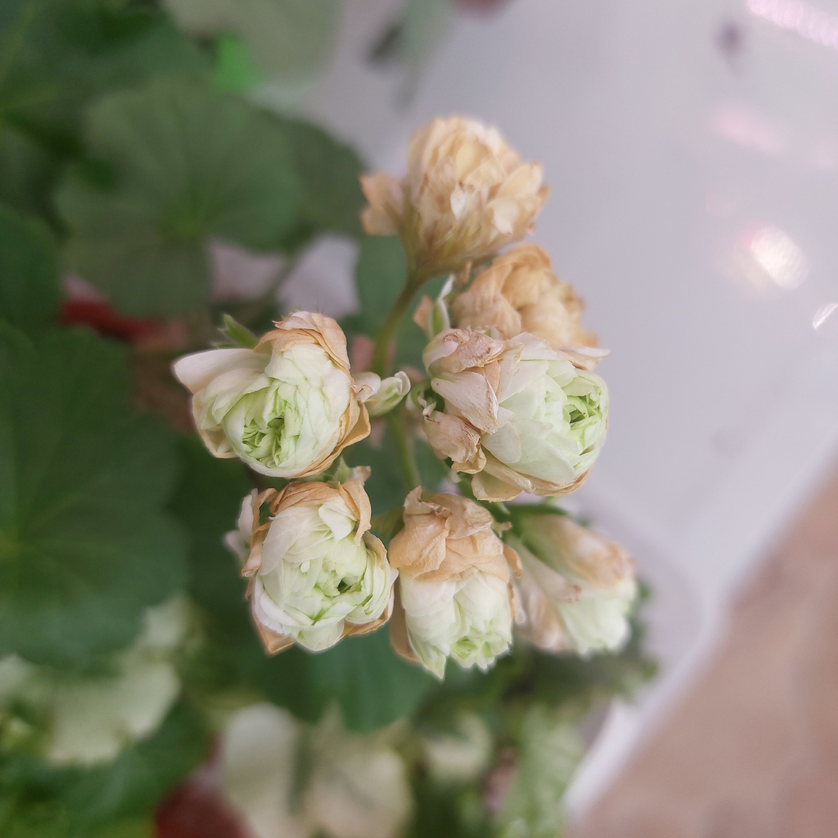 Вялый букет "Царской Невесты"