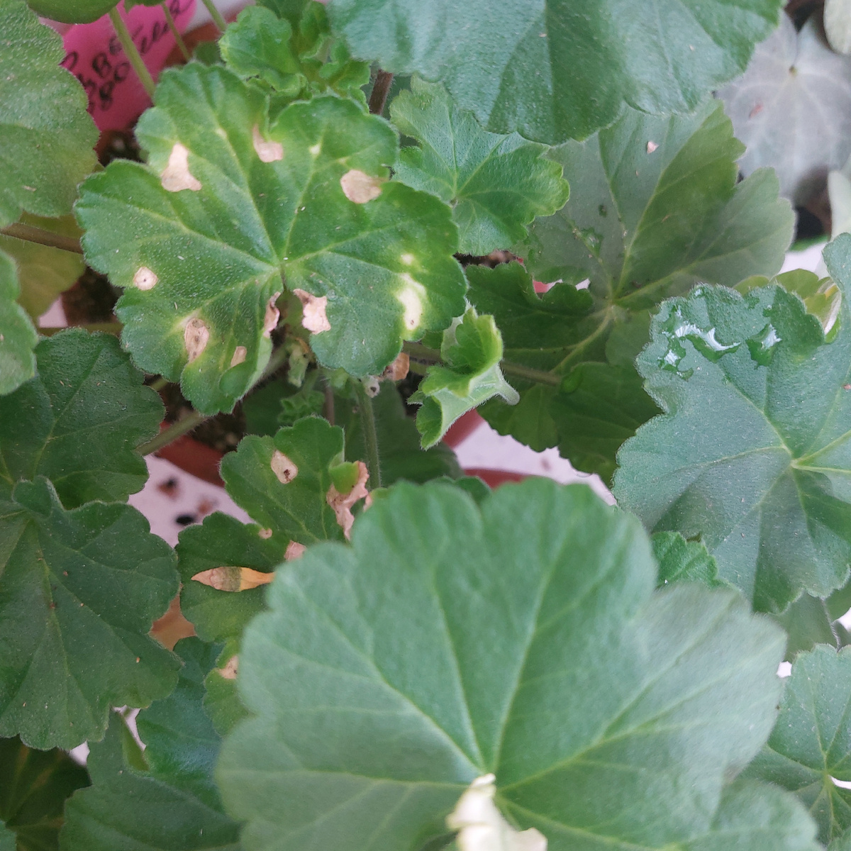 Листья пеларгонии погорели на жаре