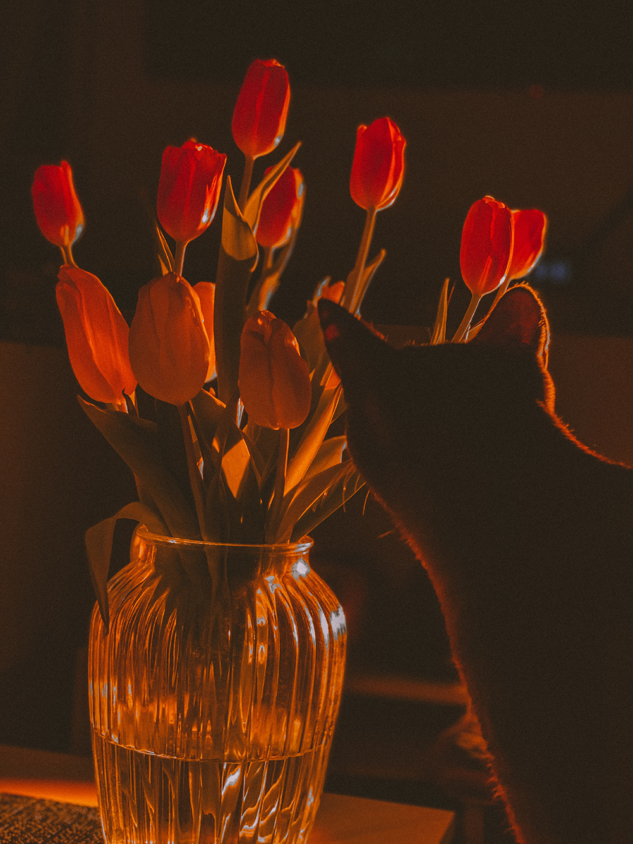 Тишина, запах цветов и кот, который понял всё.