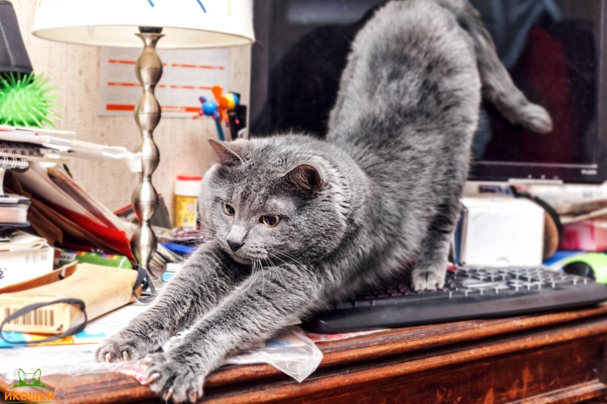 Кошка на клавиатуре 