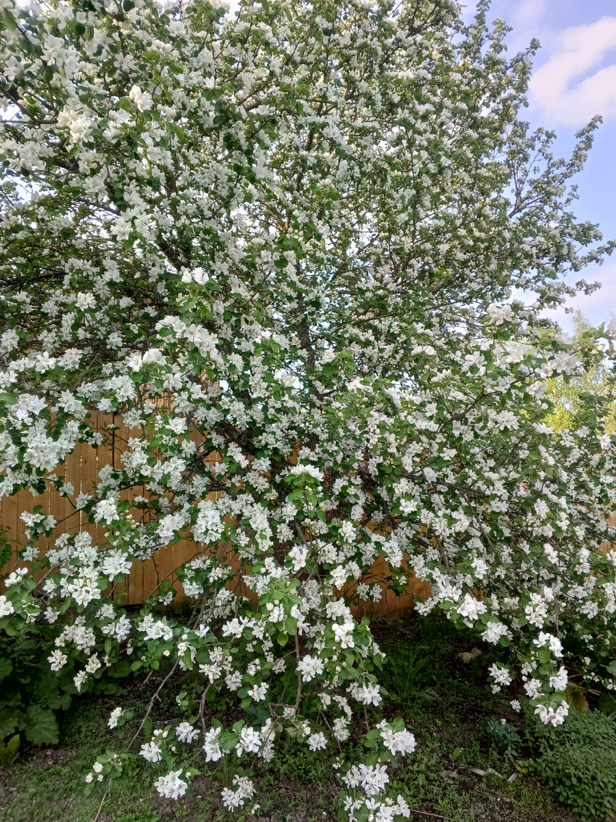 фото автора: самая первая яблоня, посаженная на даче, когда то это была одна маленькая веточка
