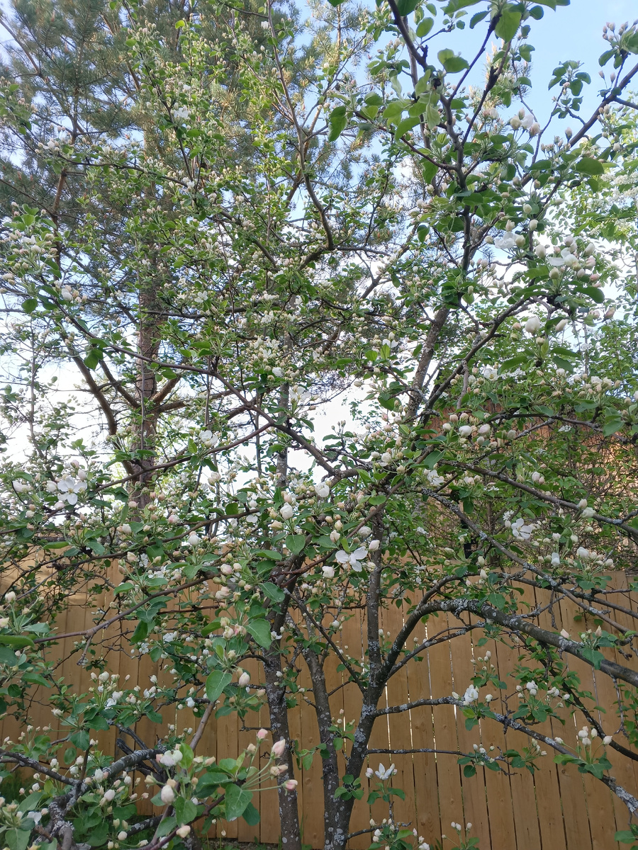 фото автора: это груша, она бедная мается от соседки сосны, ей не хватает там ни влаги, ни питания