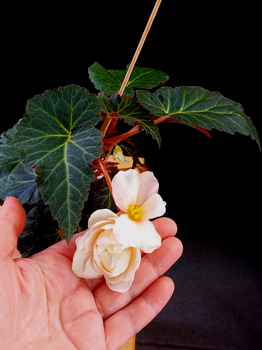 Бегония  элатиор Fragrant Falls Peach