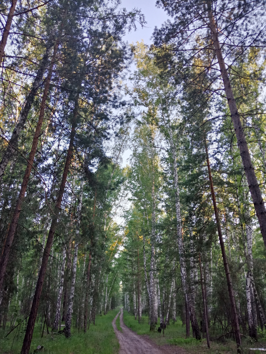 майский лес