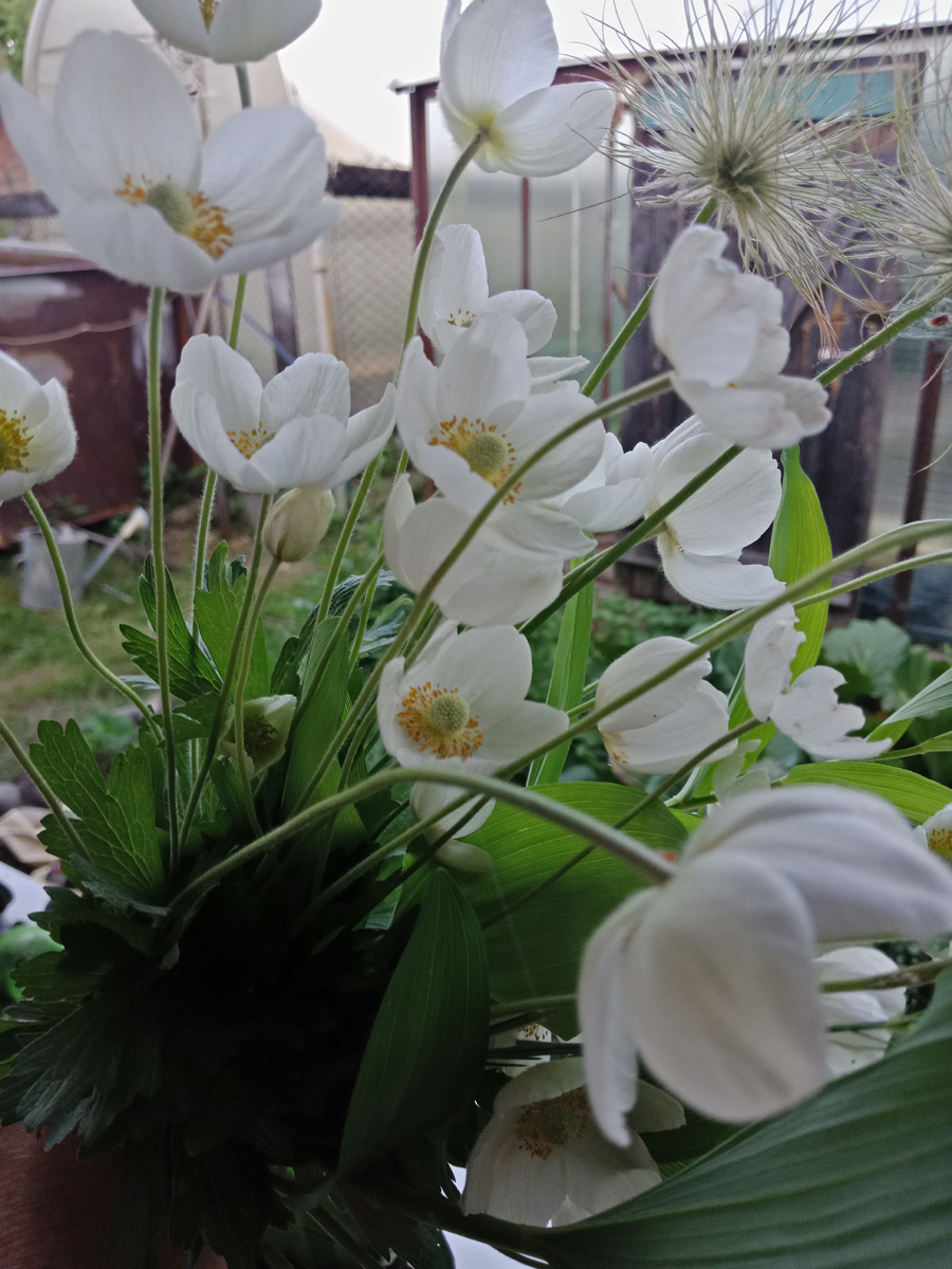 Ве́треница белоснежная