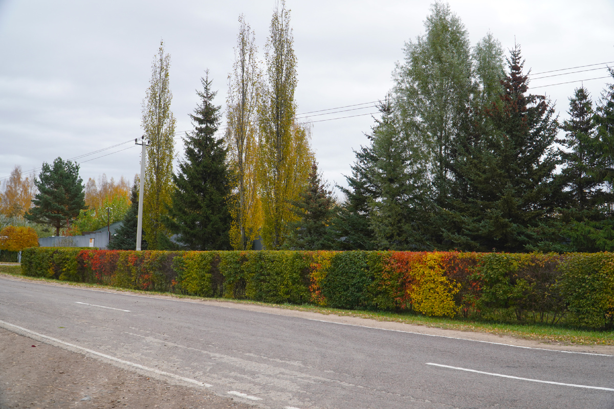 Клен Гиннала