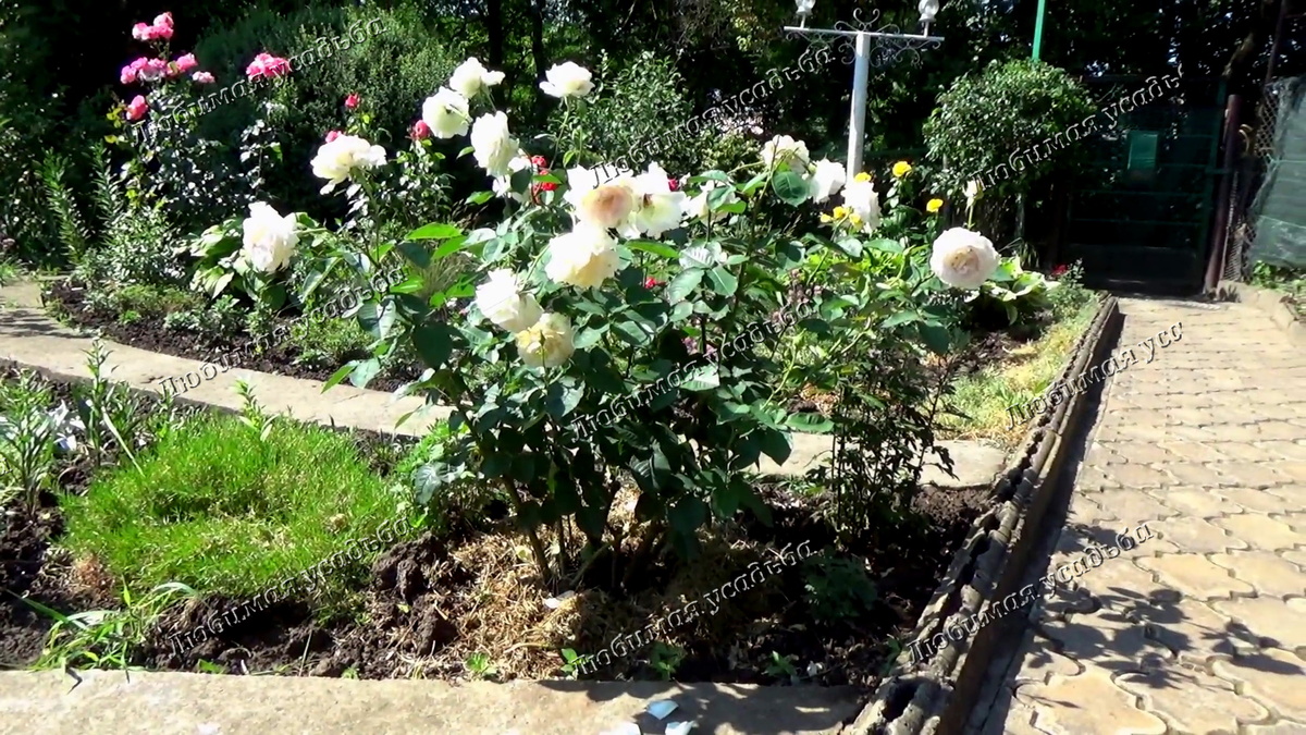 Несмотря на кажущуюся полноту цветения всего куста, на нем имеется пара побегов с уже отцветающими розами, которые необходимо немедленно обрезать. 11 июня .Краснодарский край