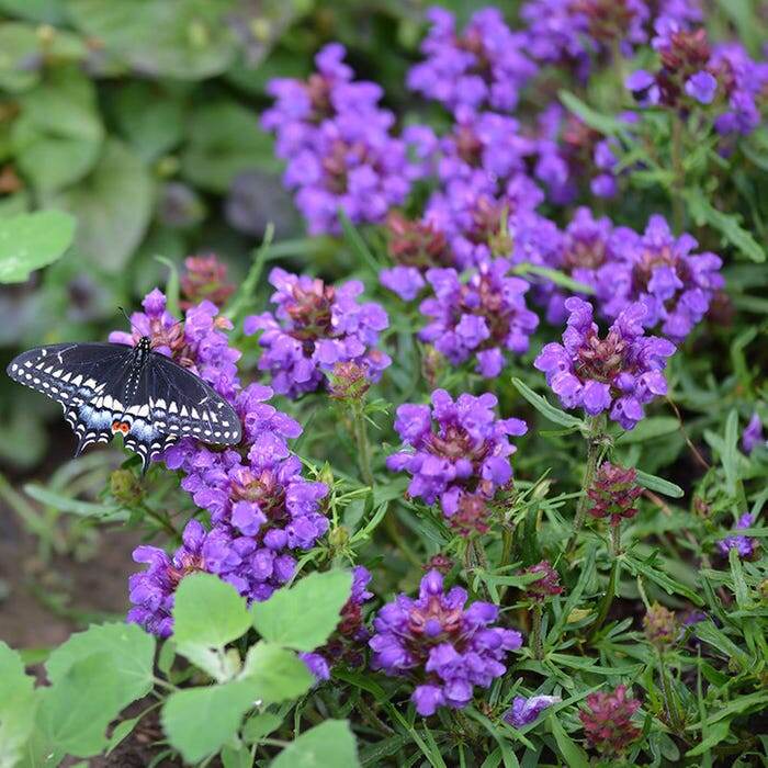 Прунелла: Очарование природы в вашем саду