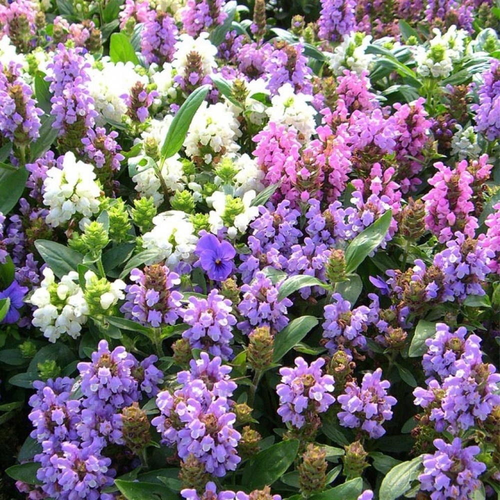 Прунелла: Очарование природы в вашем саду