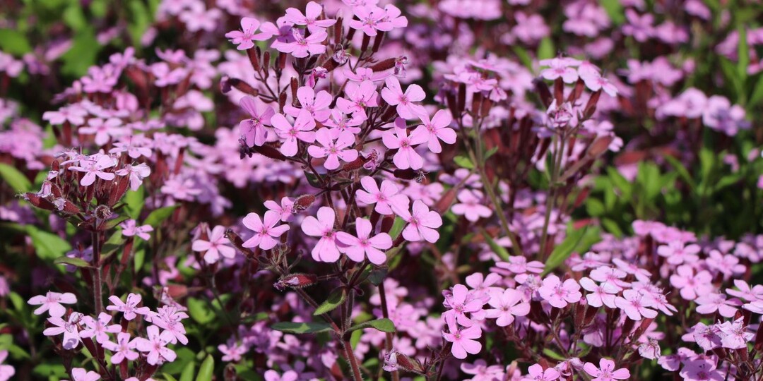 ❗🌹Скрытые жемчужины: 2 бордюрных многолетника, которые преобразят ваш сад! 👍💕
