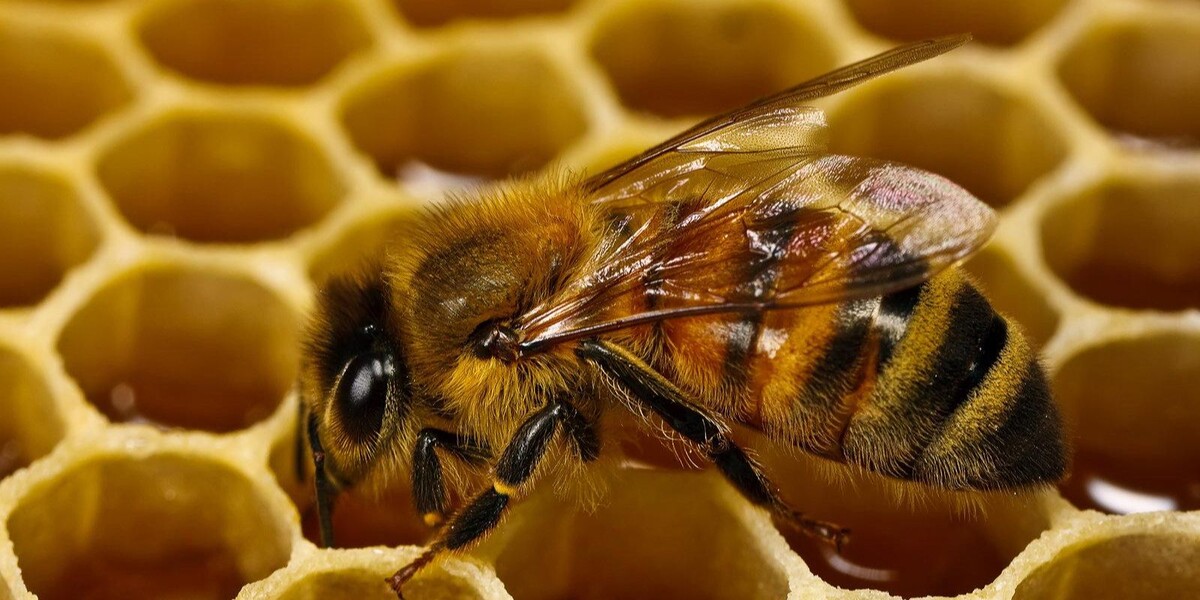 Пчела и соты
