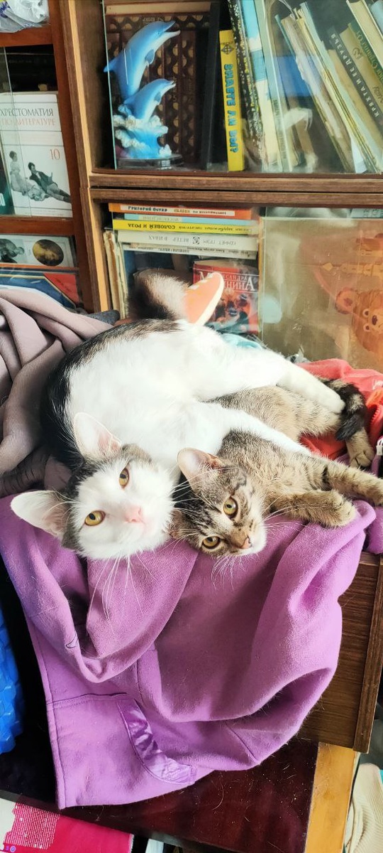 Шери слегка обалдела, но в целом её всё устроило