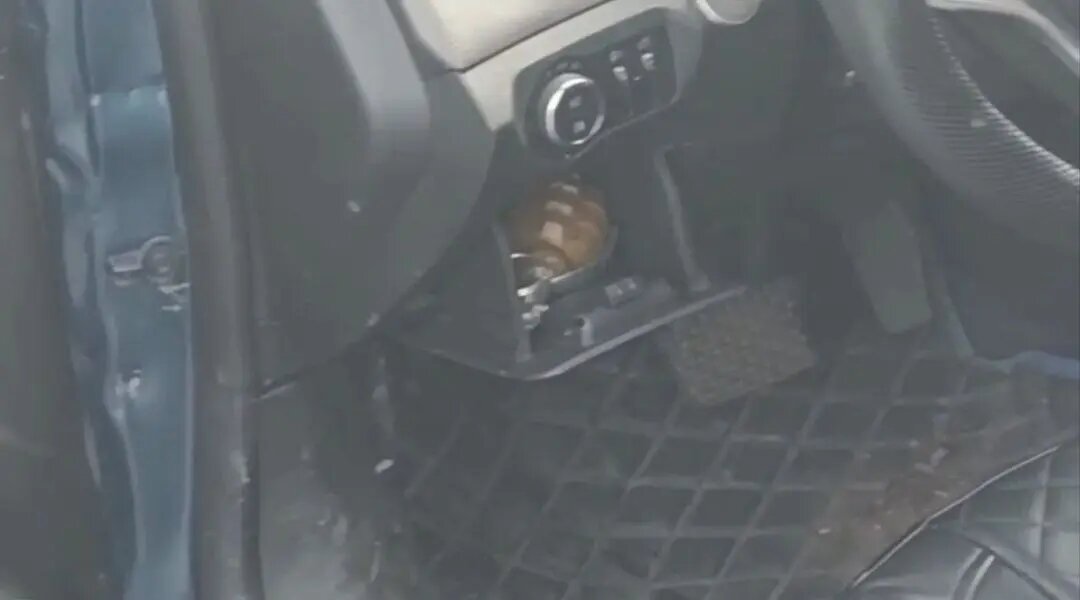    Фото: скриншот видео пресс-службы ГУ МВД России по Петербургу и Ленобласти