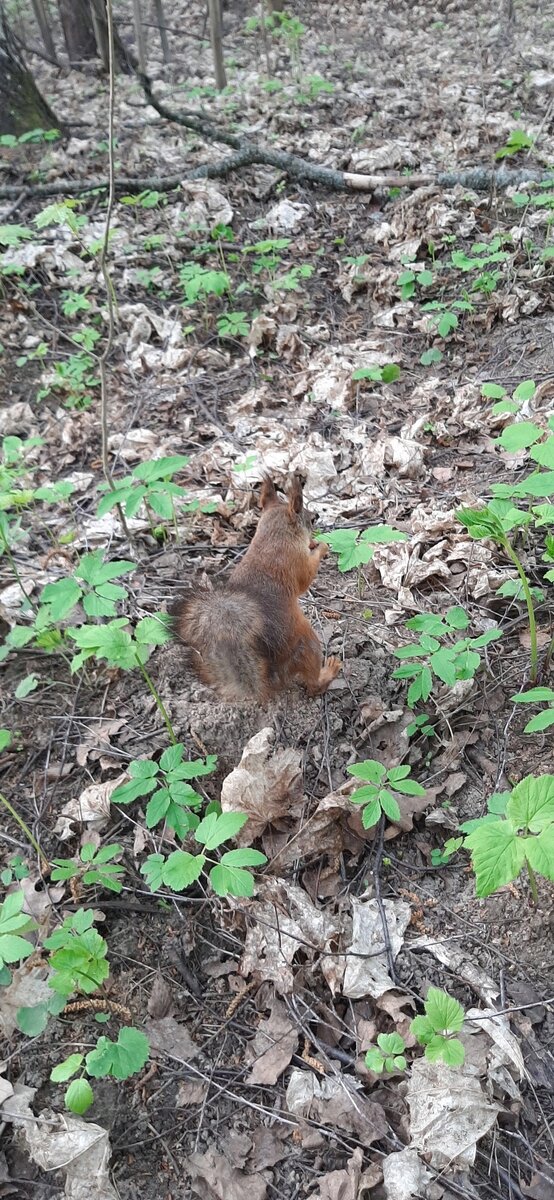 Пушистый зверь