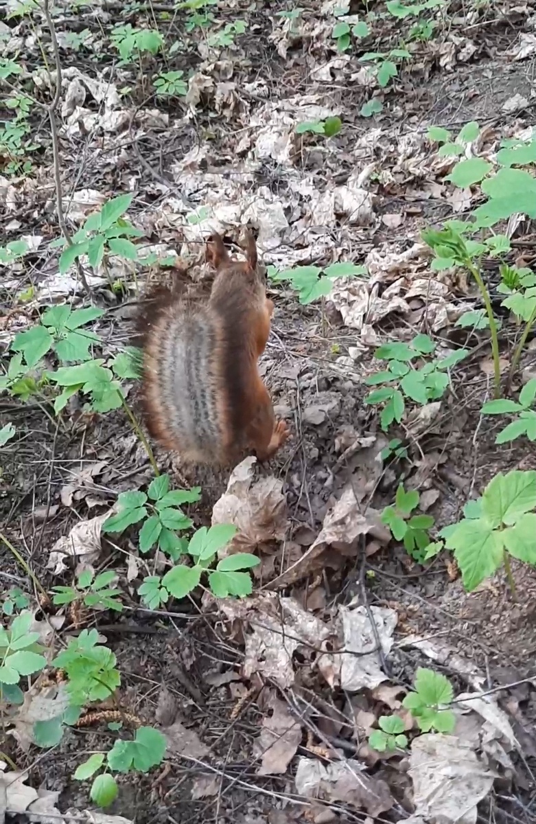 Роскошный хвост