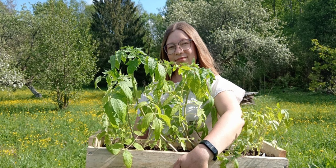 5 ошибок при высадке томатов в открытый грунт. Не делайте так, чтобы не погубить томаты