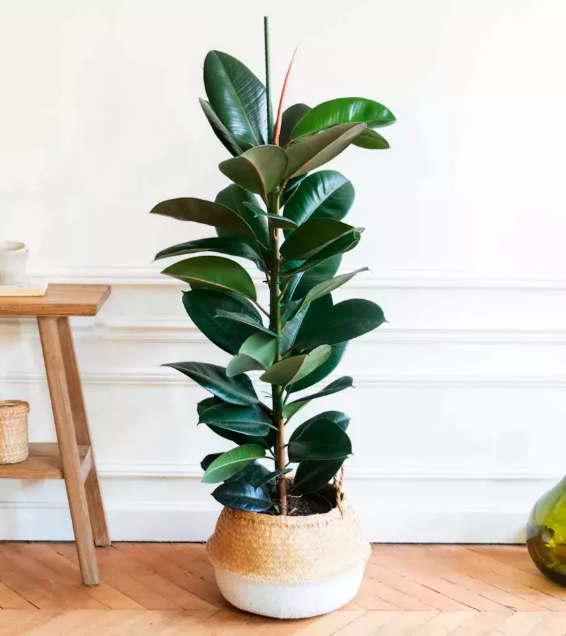 Фикус Робуста