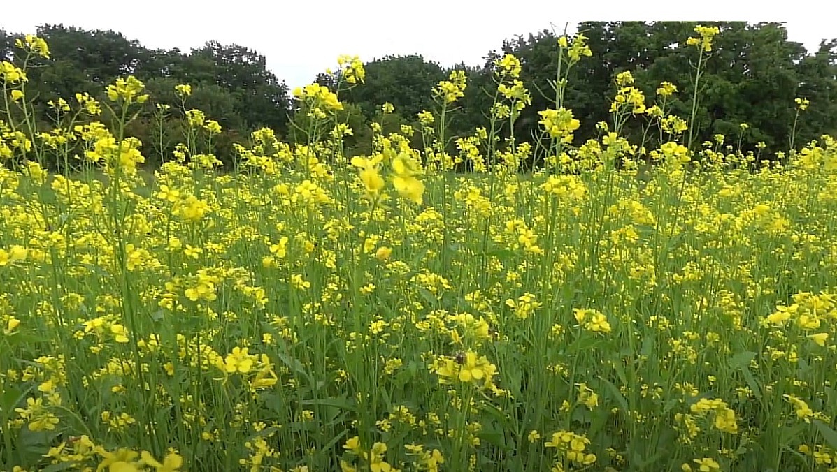 Цветение горчицы на огороде.