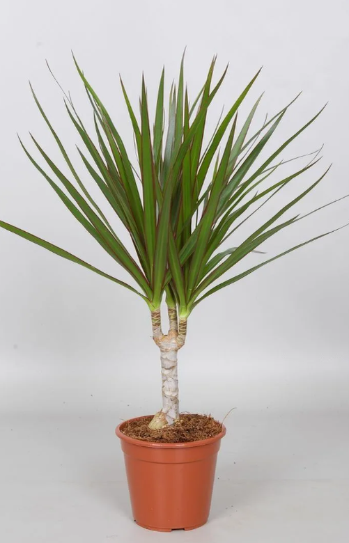 Драцена Маргината