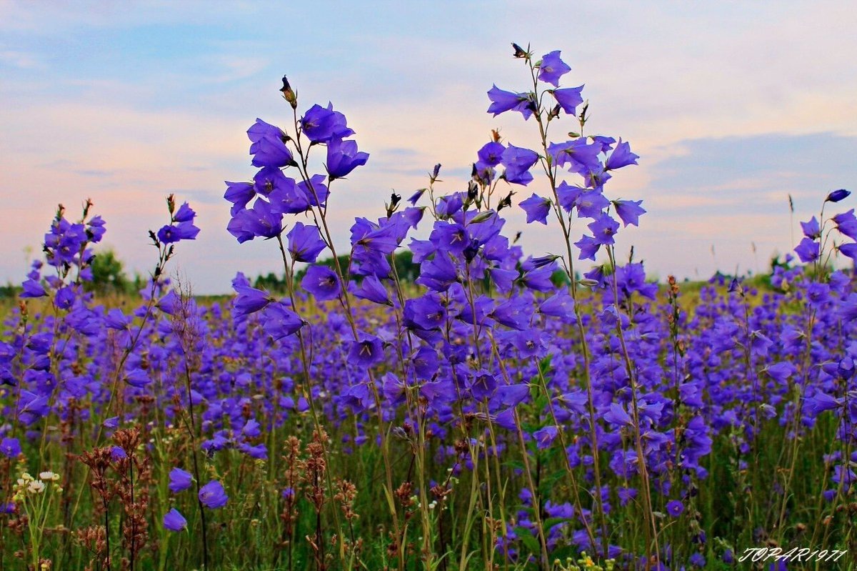 Изображение из открытых источников