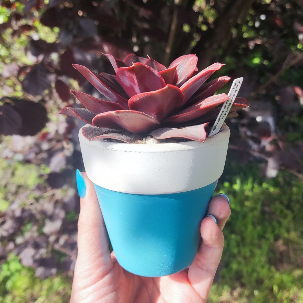 Идеальные для меня 8см , Echeveria Minigosaong