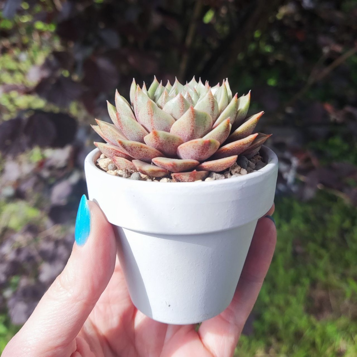 Echeveria Ben Badis variegata в терракоте 7см (на этот размер буду переходить).