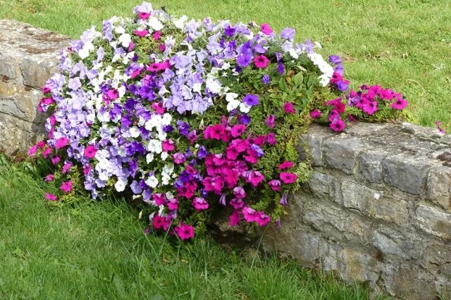    Какой мороз выдерживает петуния?