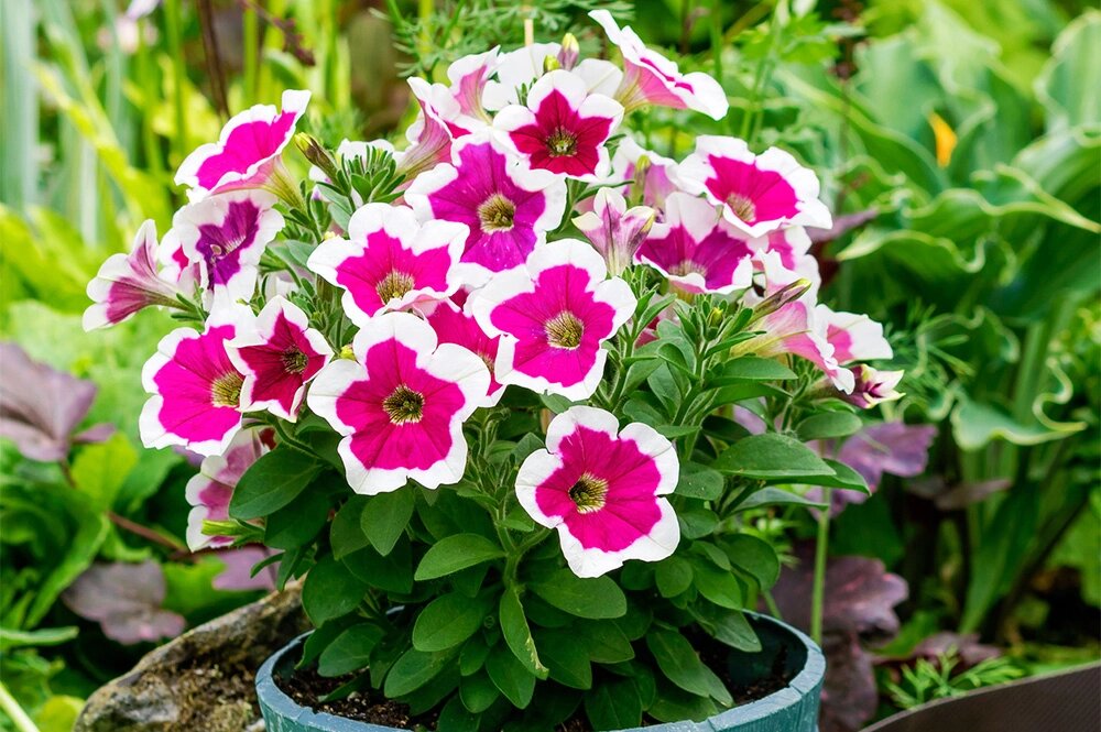    Петунии. Фото: istockphoto.com