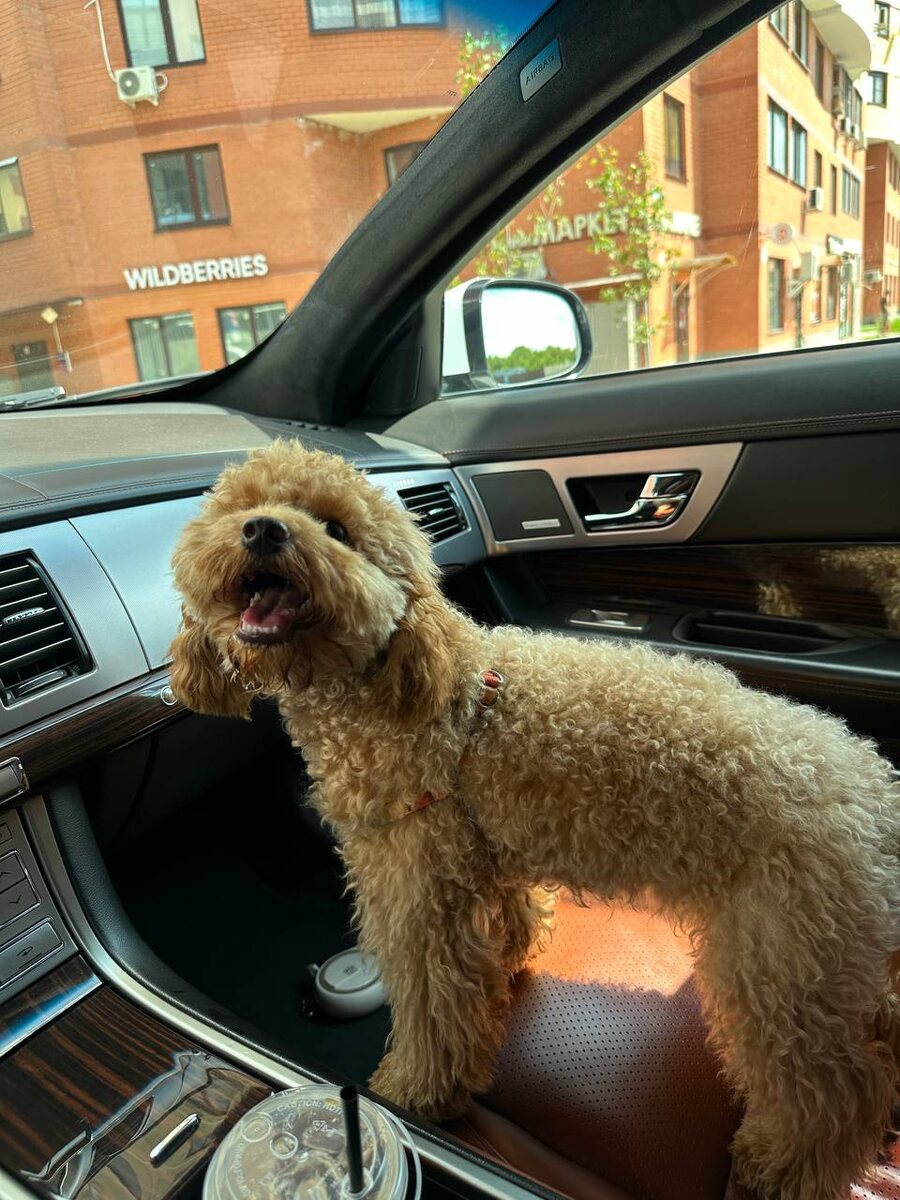 Такой же любопытный авантюрист.