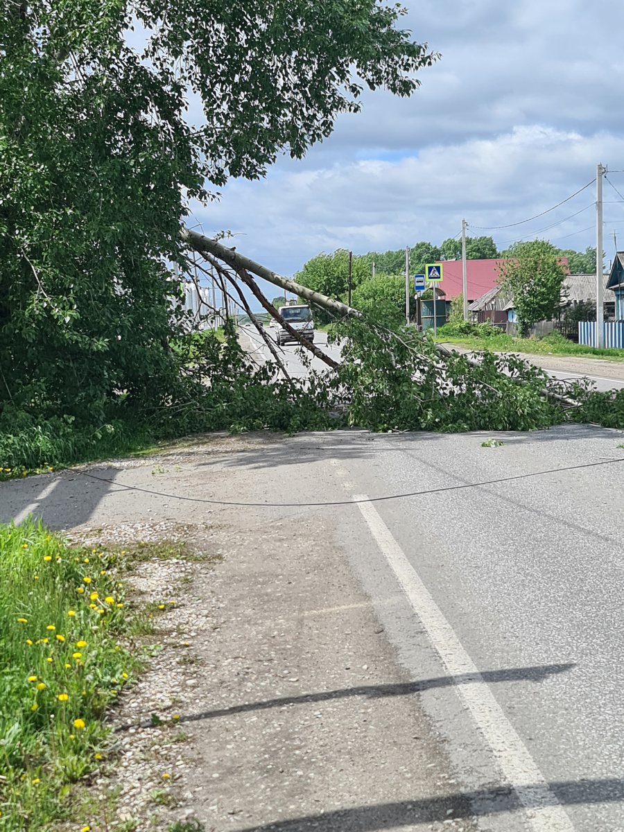 Тополь напротив моего дома