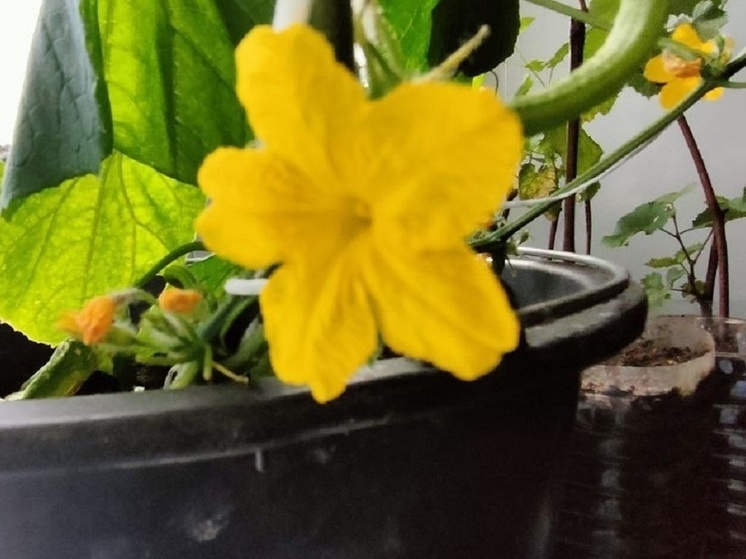     Фото: МК в Новосибирске