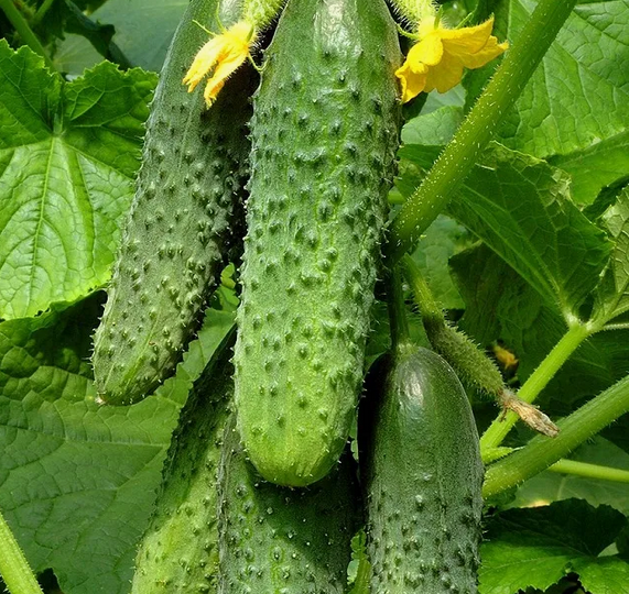 3 подкормки для огурцов: простая схема, чтобы не было пустоцветов и кривых плодов