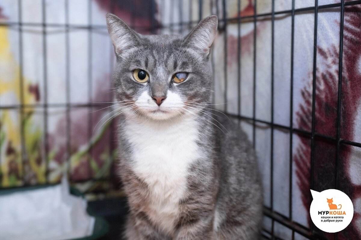 Милую и нежную Кантри нашли на остановке.