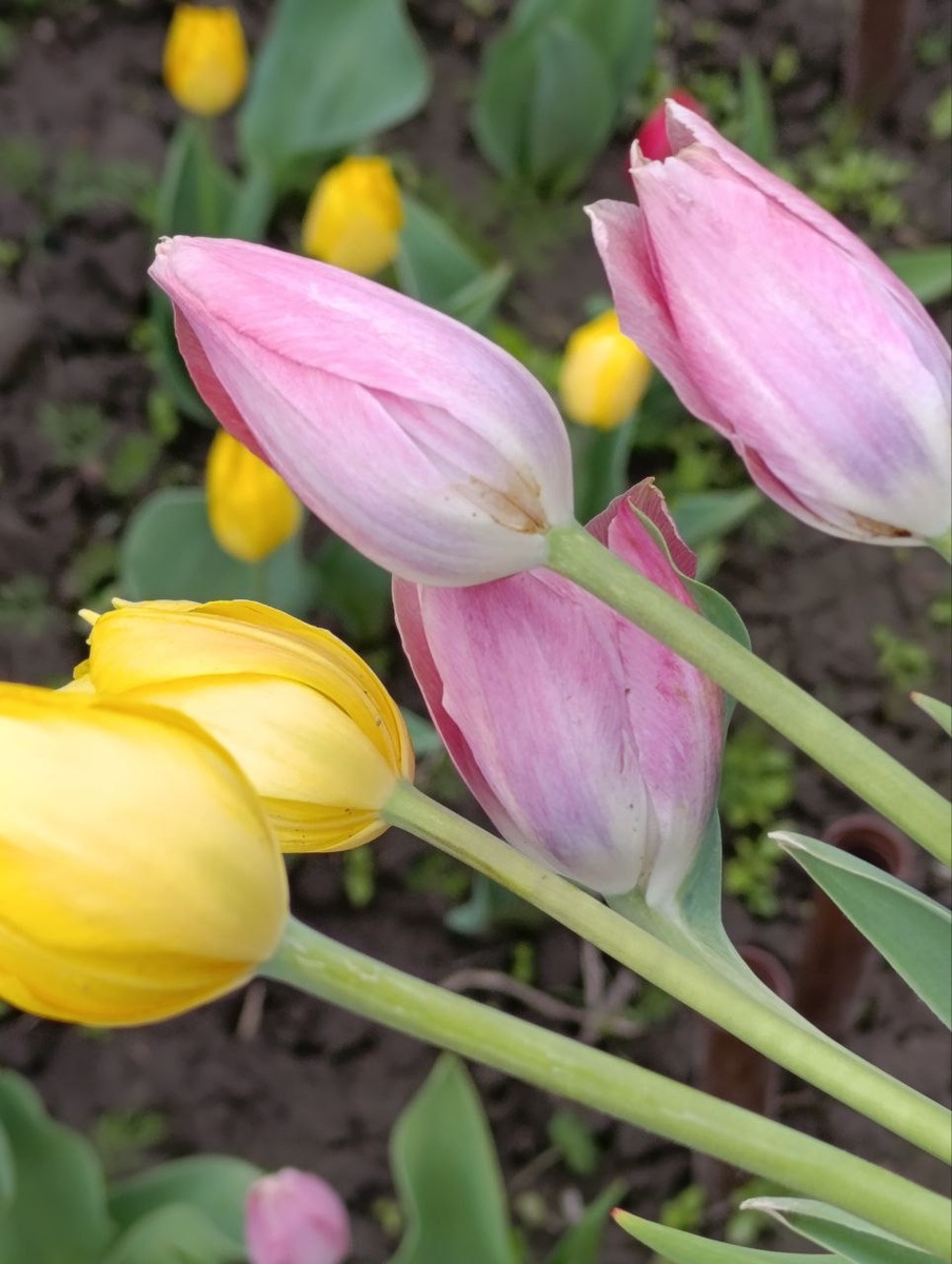 Тюльпаны должны были быть красными, итог грязно розовые, куплены в спец. магазине, сортовые, как-то так