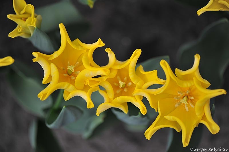 1. Тюльпан Kings Crown