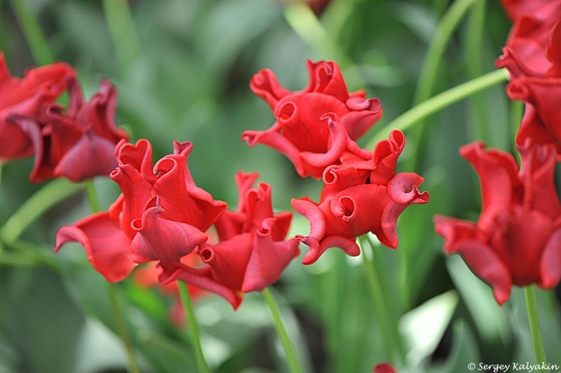 2. Тюльпан Red Dress в начале цветения. 2 фото, листайте
