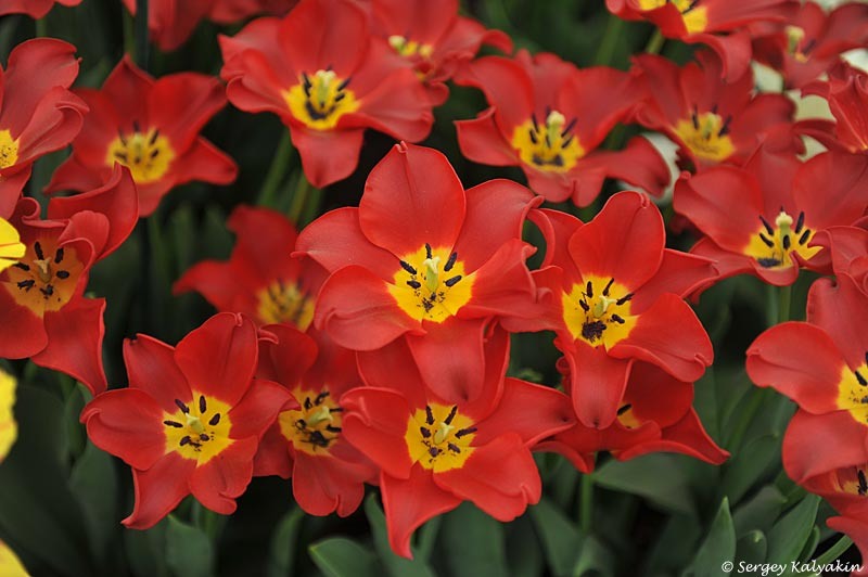 3. Тюльпан Red Dress в полном роспуске