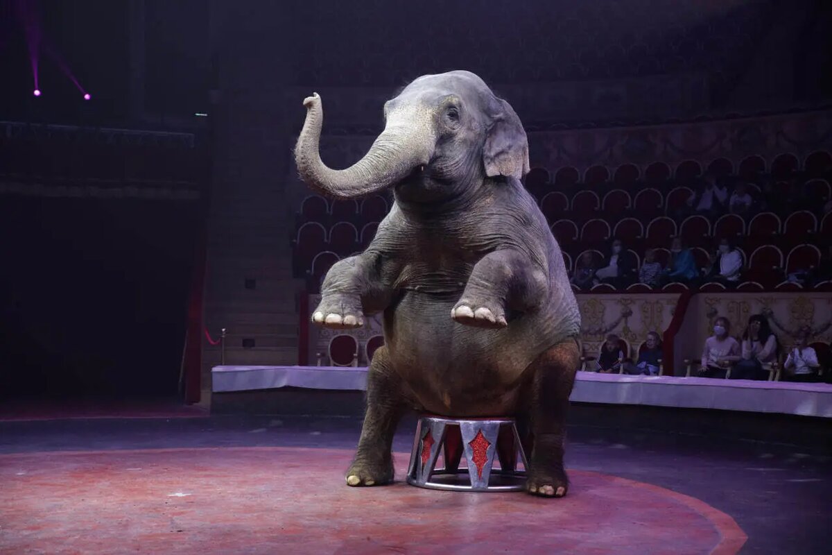    Слон. Фото: Baltphoto