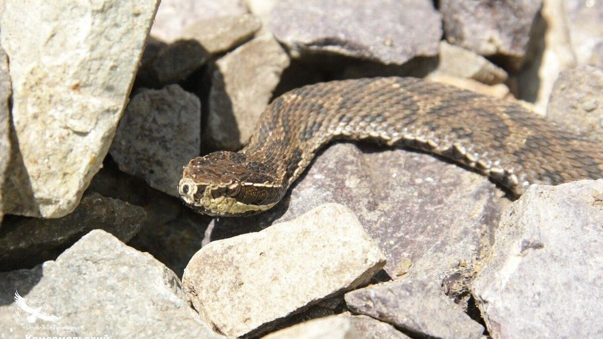     Источник: Пресс-служба Комсомольского заповедника