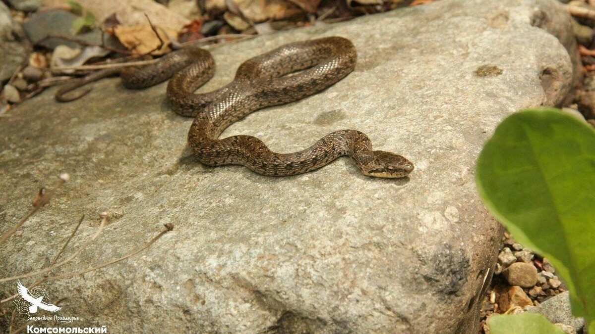    Источник: Пресс-служба Комсомольского заповедника
