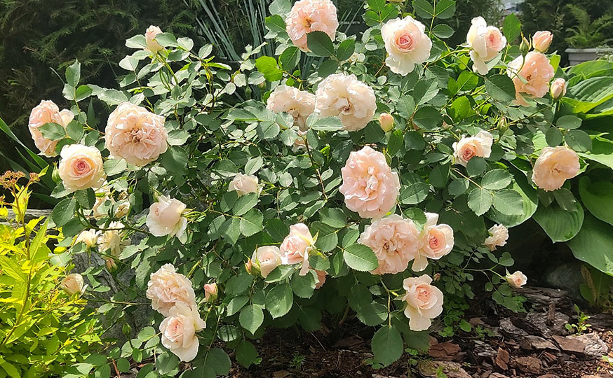 Канадские розы в моем саду: красота без лишних хлопот