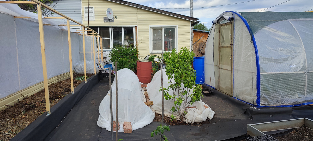 На первое время укрыла их спанбондом