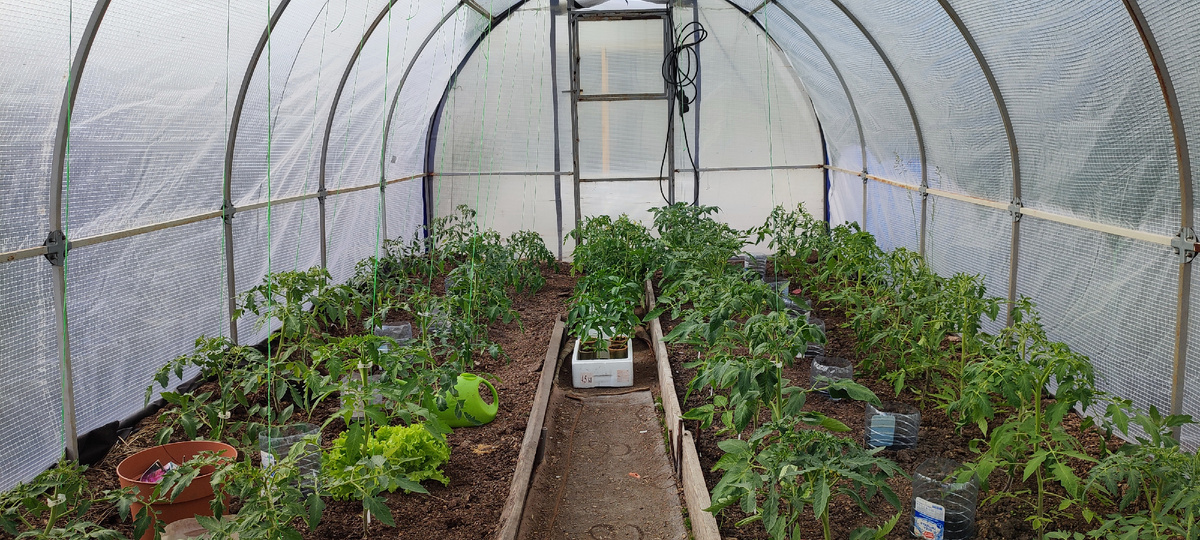 Скоро мои теплицы примут нормальный вид