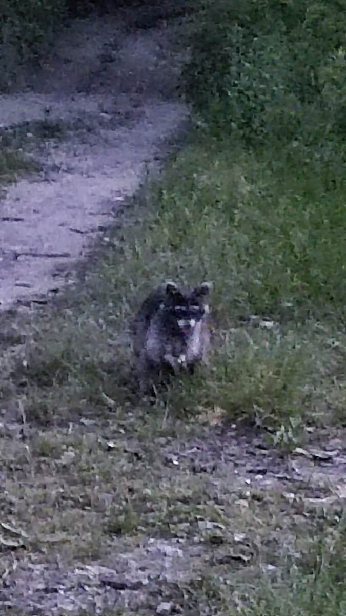 Ночные гости, 3 штуки 🦝🦝🦝