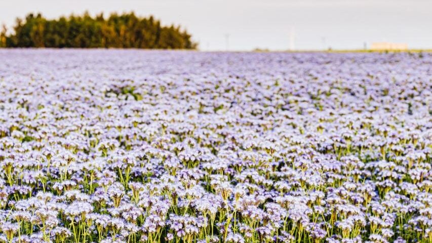    На Федота Овсяника было принято сажать лён и овёс. Фото: Freepik