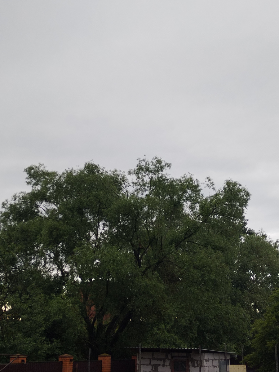 5.30 утра 31.05.25год. Дождь. 