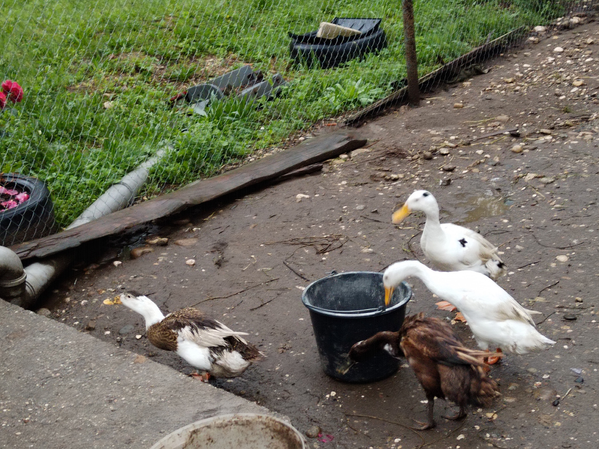 Мои бегунки подьедают из ведра,  в кормушки не вкусно☺️. 