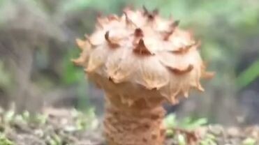     Источник: maglipogoda_kanal