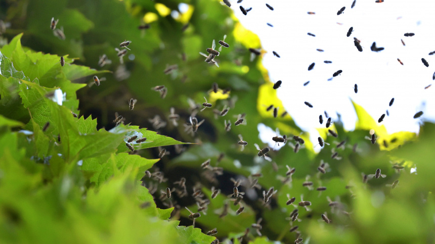    Фото: www.globallookpress.com/Karl-Josef Hildenbrand