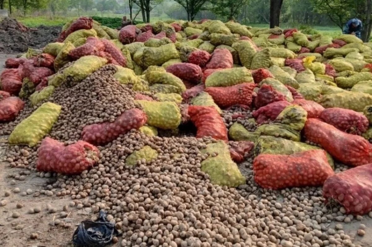    В Артемовском округе Приморья обнаружена свалка многих тонн картофеля